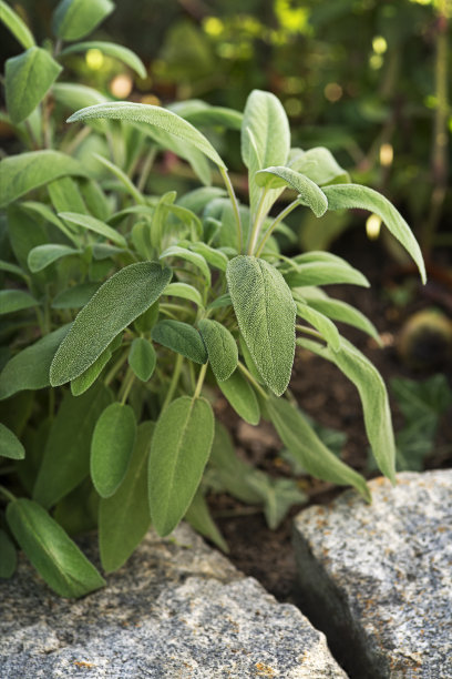 salvia