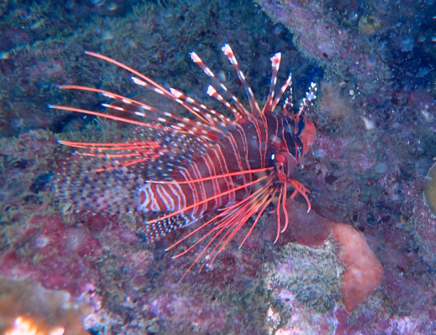 lionfish