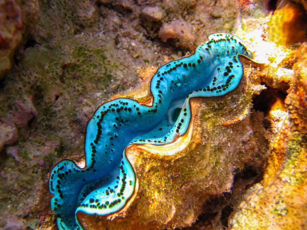 tridacna