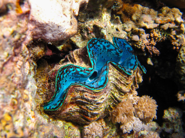 tridacna