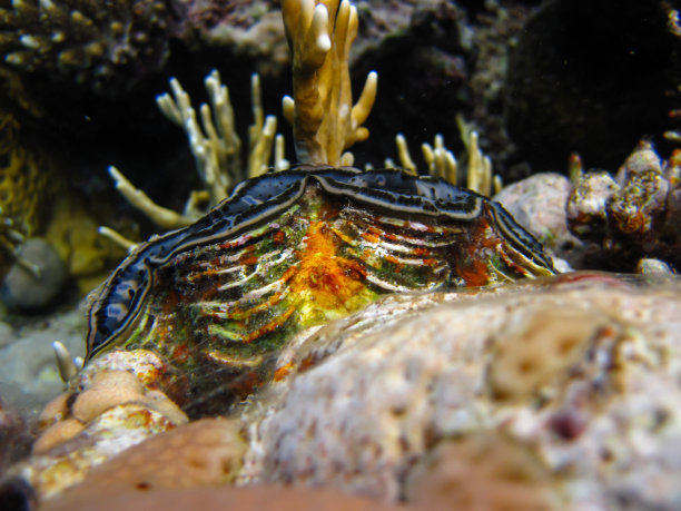 tridacna
