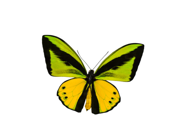 ornithoptera