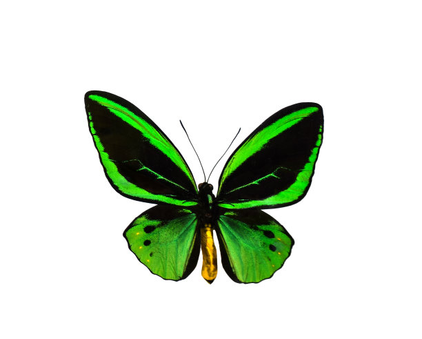 ornithoptera