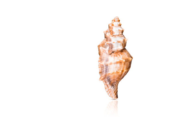 conch