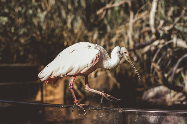 ibis