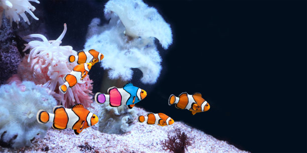 anemonefish