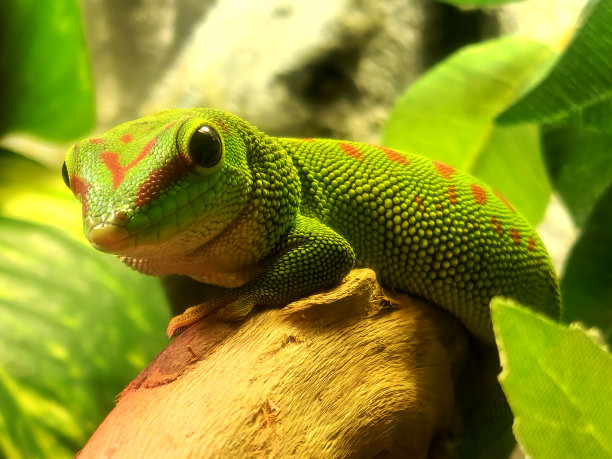 reptilia