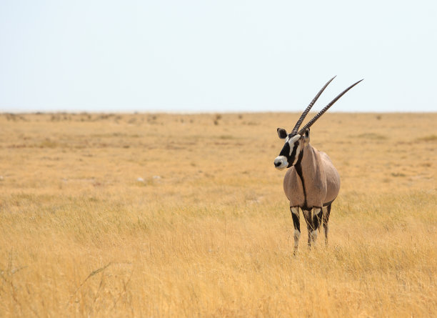 gemsbok