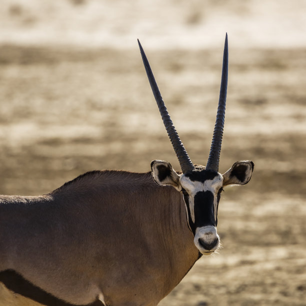 gemsbok
