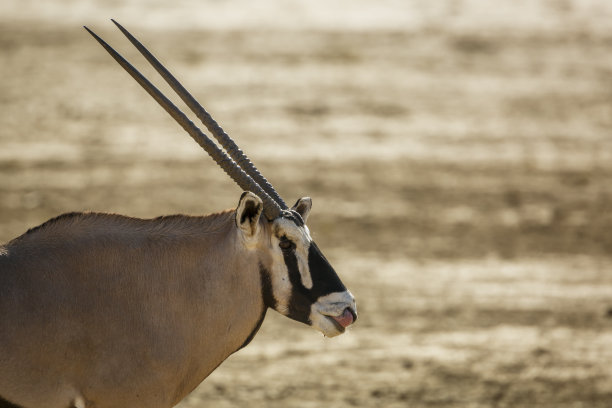 gemsbok