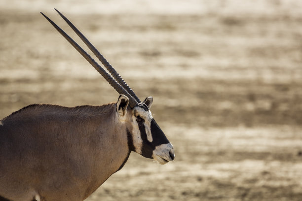 gemsbok