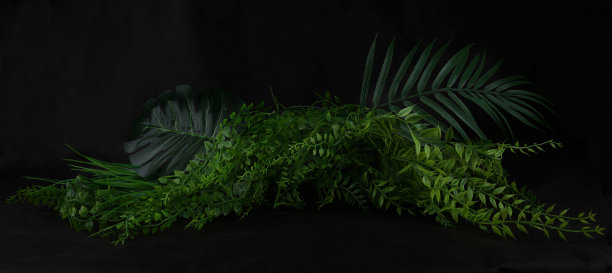 抽象热带植物叶子背景