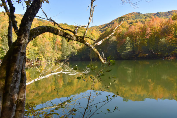 蓝天森林湖景