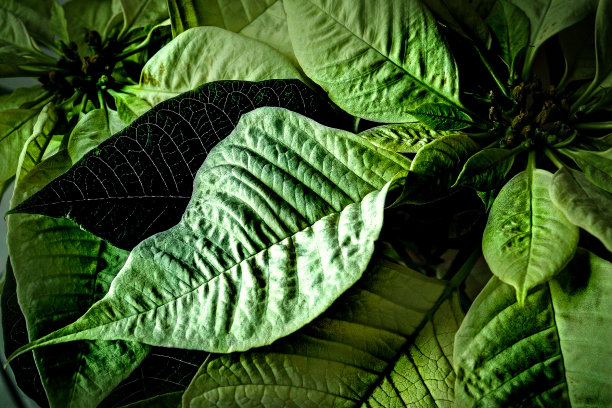 codiaeum