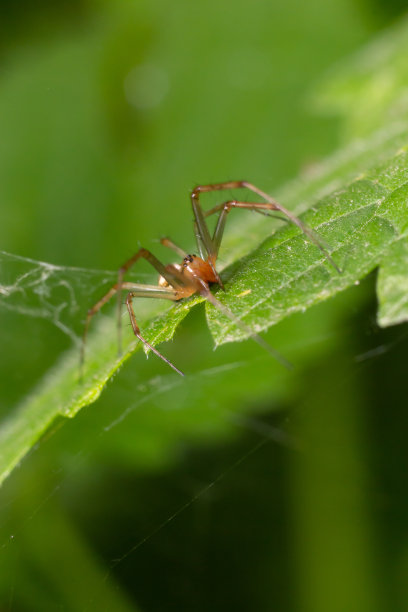 arachnid