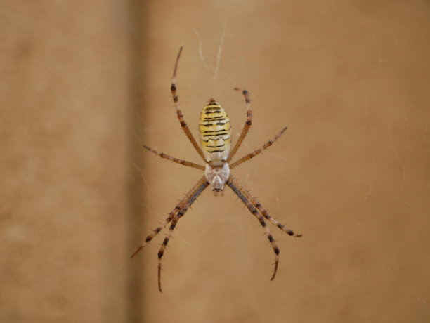 argiope
