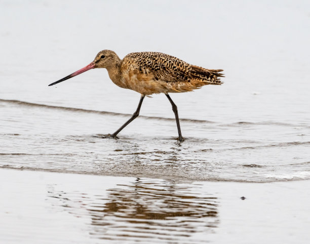 limosa