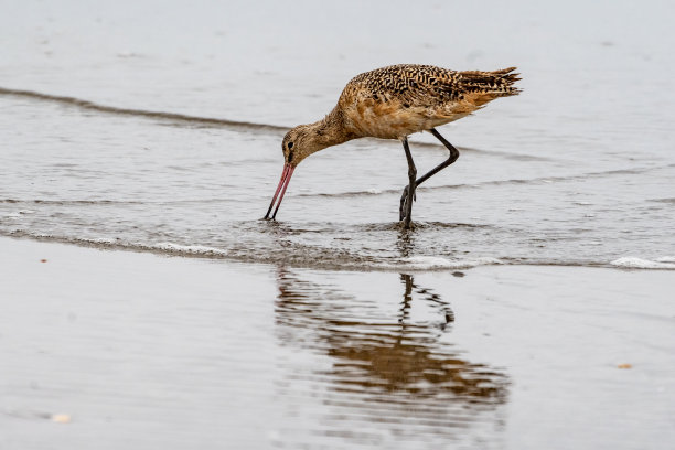 limosa
