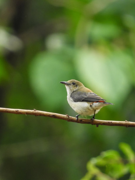 sparrow