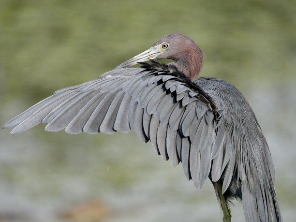 egretta
