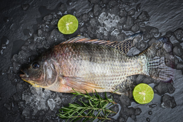 tilapia