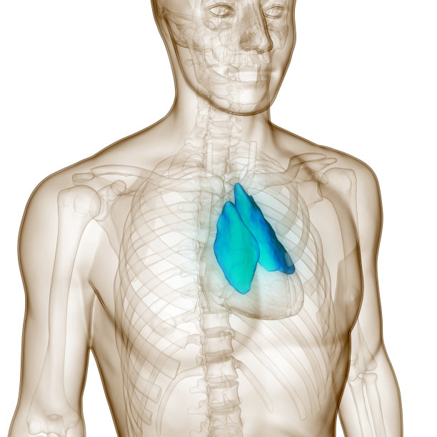 thymus
