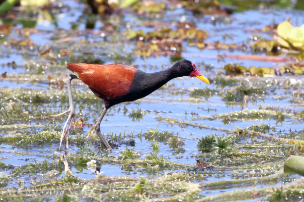 charadriiformes
