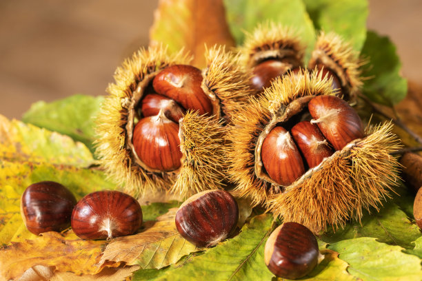 chestnut