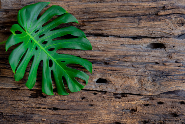 热带森林中的花朵，泰国