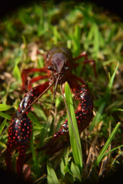 mudbugs