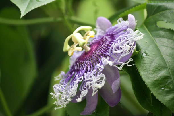 passiflora