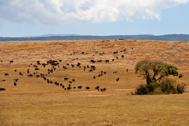 serengeti