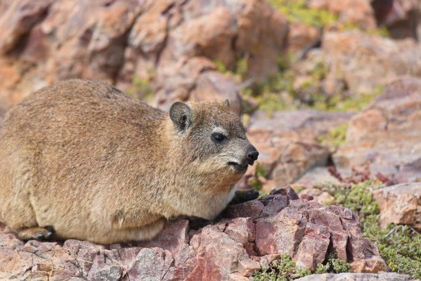 hyracoidea