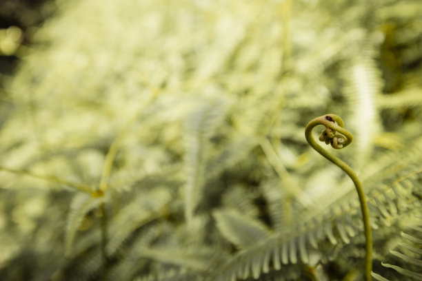 fiddlehead