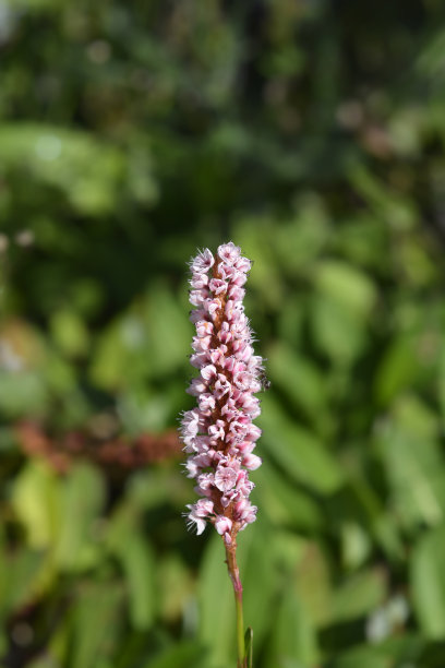 polygonum