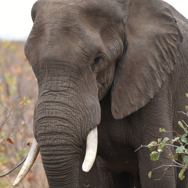 pachyderm