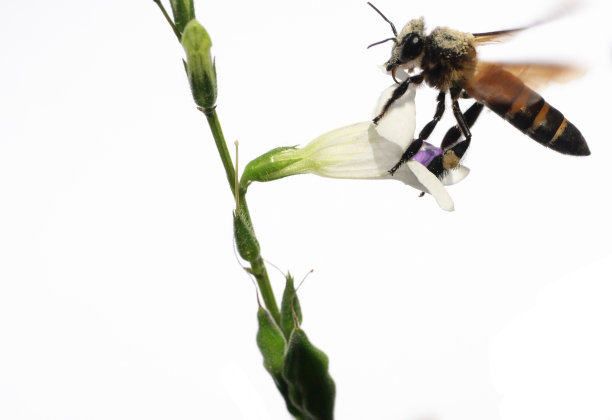 pollination