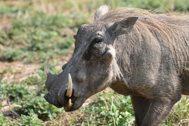 phacochoerus