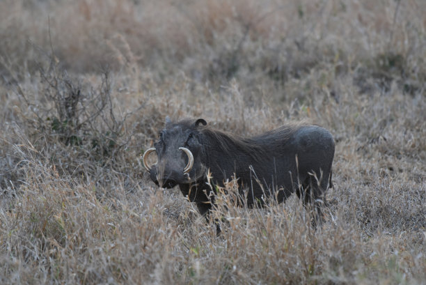 phacochoerus