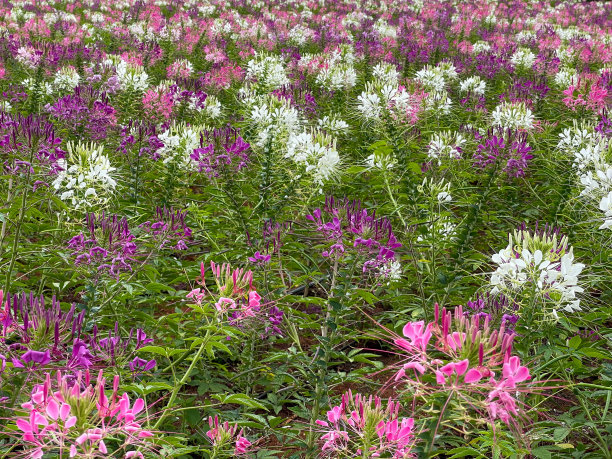 cleome
