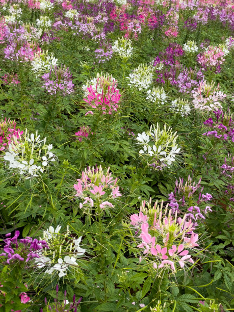cleome