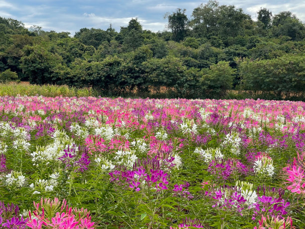 cleome