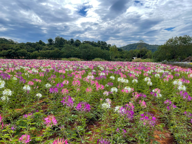 cleome