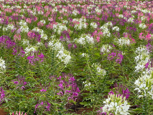 cleome