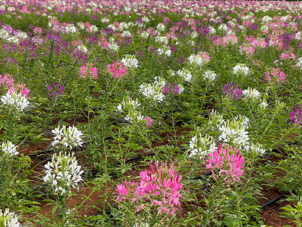 cleome