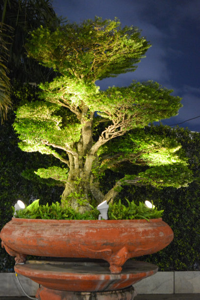 bonsai