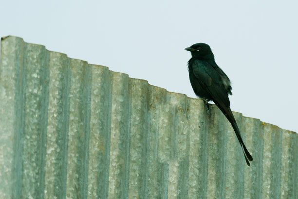 drongo