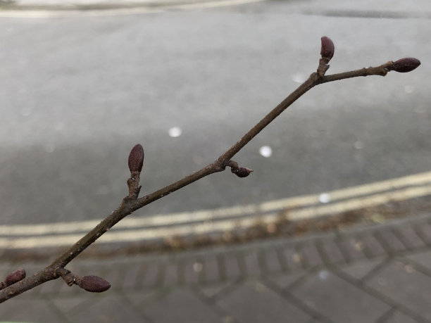 twig