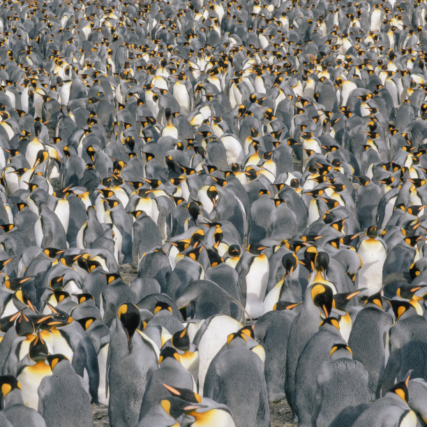colony