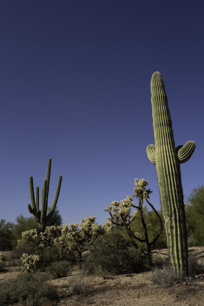 ocotillo